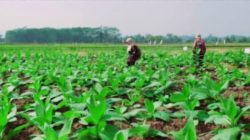 Blitar Perkuat Modernisasi Pertanian Tembakau Lewat Penyaluran Alsintan DBHCHT 2025 2 IMG 20251119 WA0056