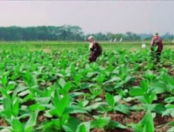 Blitar Perkuat Modernisasi Pertanian Tembakau Lewat Penyaluran Alsintan DBHCHT 2025
