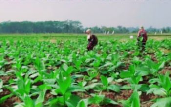 Blitar Perkuat Modernisasi Pertanian Tembakau Lewat Penyaluran Alsintan DBHCHT 2025 3 IMG 20251119 WA0056