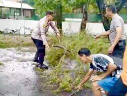 Pohon Tumbang di Jalan Basuki Rahmad, Polsek Sumenep Kota Bergerak Cepat Lakukan Penanganan