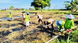 Polsek Gapura Turun Langsung Tanam Jagung, Dukung Ketahanan Pangan di Sumenep