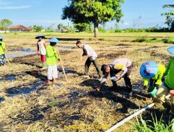 Polsek Gapura Turun Langsung Tanam Jagung, Dukung Ketahanan Pangan di Sumenep