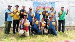 Greenhouse Desa Duren Dongkrak PAD, BUMDes Sukses Budidaya Melon Unggul