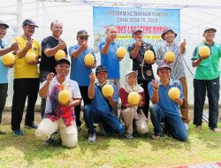 Greenhouse Desa Duren Dongkrak PAD, BUMDes Sukses Budidaya Melon Unggul