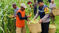 Dukung Program Asta Cita Presiden, Polsek Sumenep Kota Turun ke Lahan Jagung