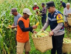 Dukung Program Asta Cita Presiden, Polsek Sumenep Kota Turun ke Lahan Jagung