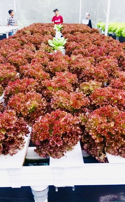 Optimalkan Lahan Kas Desa, Pemdes Slumbung Blitar Bangun Greenhouse Sayur Hidroponik Lewat BUMDes 2 8b57cd90 9c4a 46f8 be67 4c0d37e3420d 1