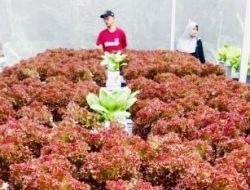 Optimalkan Lahan Kas Desa, Pemdes Slumbung Blitar Bangun Greenhouse Sayur Hidroponik Lewat BUMDes