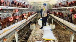 Bhabinkamtibmas Kebunagung Monitoring Panen Telur Ayam BUMDes, Dukung Ketahanan Pangan Nasional