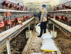 Bhabinkamtibmas Kebunagung Monitoring Panen Telur Ayam BUMDes, Dukung Ketahanan Pangan Nasional